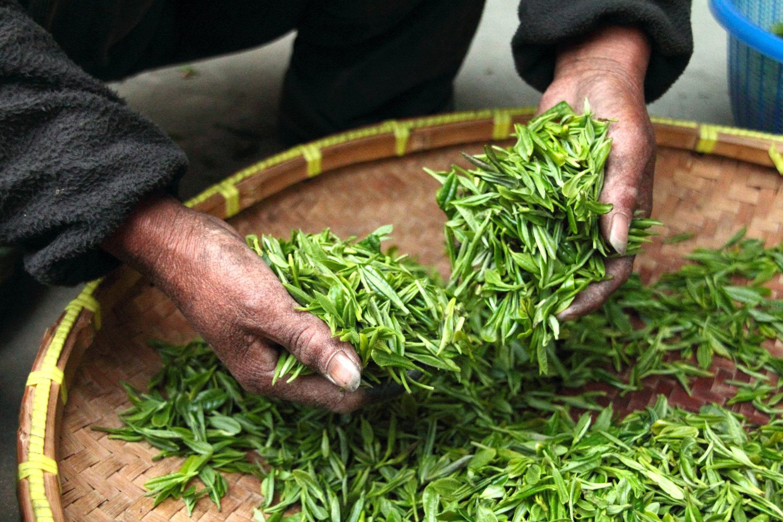 Hands sorting fresh tea leaves at origin