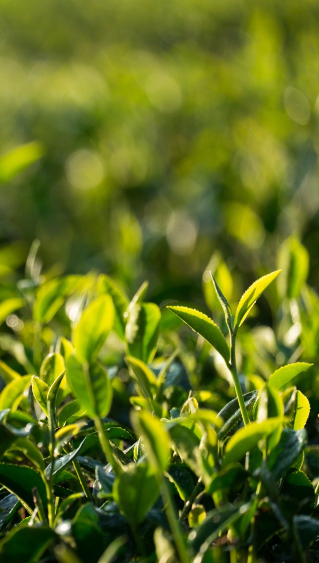 Tea bushes on a terraced plantation